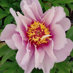 Paeonia itoh 'Cora Louise'