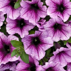 Petunia hybrid 'Lanbor'