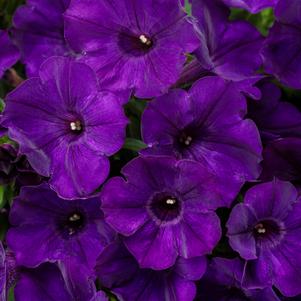 Petunia hybrid 'Kakegawa S28'