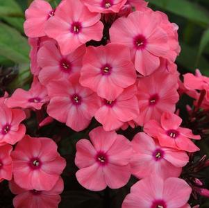 Phlox paniculata 'Ditomdre'