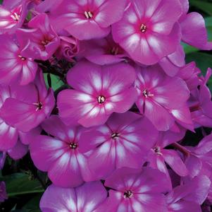 Phlox paniculata 'Ditomsur'