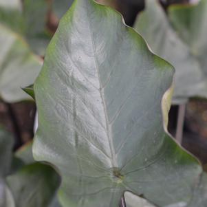 Colocasia esculenta 'Tea Cup'