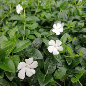 Vinca minor 'Alba'