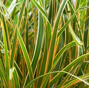 Carex morrowii 'Everglow'