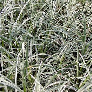 Liriope spicata 'Silver Dragon'