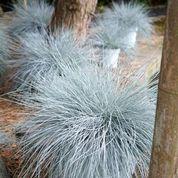 Festuca glauca 'Casca11'