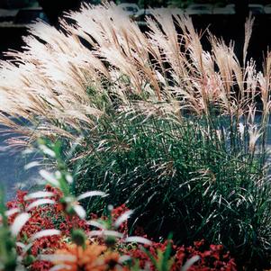 Miscanthus sinensis 'Adagio'