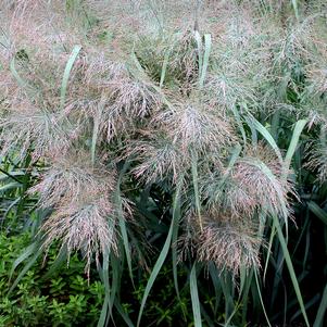 Panicum virgatum 'Dallas Blues'