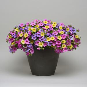 Combo Pot 