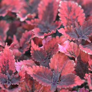 Solenostemon scutellarioides 