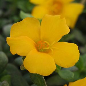 Portulaca oleracea 'KLEP014825'