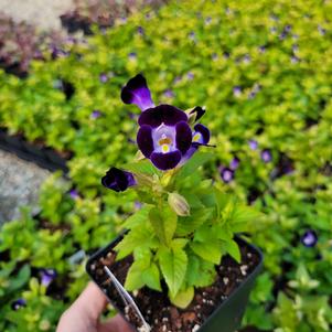 Torenia hybrid 'Dancat911'