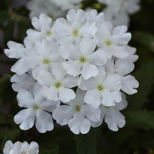 Verbena peruviana 'Balfireitim'