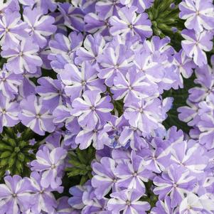 Verbena hybrid 'RIKA18302M'