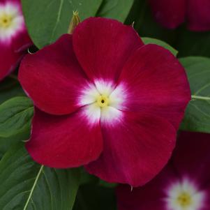 Catharanthus roseus 