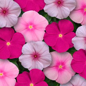 Catharanthus roseus 