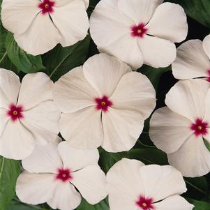 Catharanthus roseus 'PAS336361'