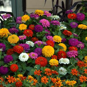 Zinnia elegans 