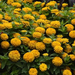 Zinnia elegans 'PAS414210'