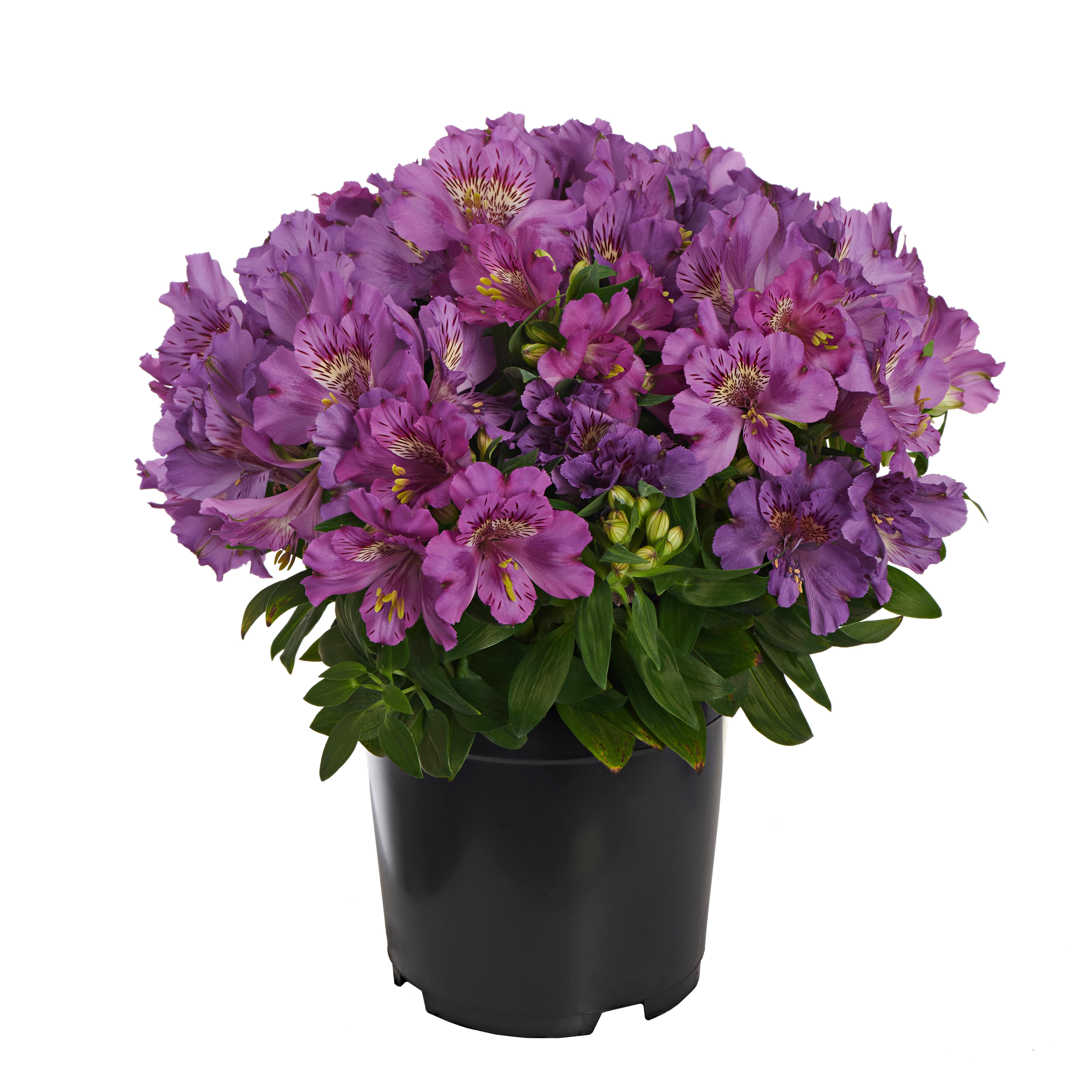 Alstroemeria x 'Zaprimeg'