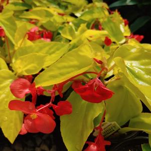 Begonia x hybrida 'Canary Wing'