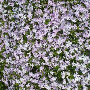 Phlox subulata 'Emerald Blue'