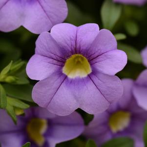 Calibrachoa hybrida 'Balcabsklu'