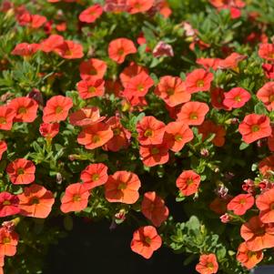 Calibrachoa hybrida 'Balcaborim'