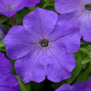 Petunia x hybrida 'PAS1302749'