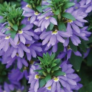 Scaevola aemula 'KLESC13594'