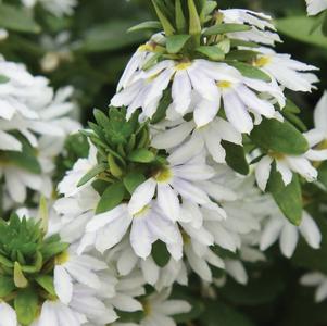 Scaevola aemula 'KLESC13596'