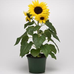 Helianthus annuus 