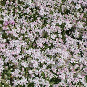 Phlox subulata 'Candy Stripe'