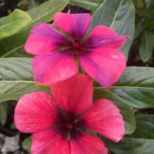 Catharanthus roseus 'PAS1192838'