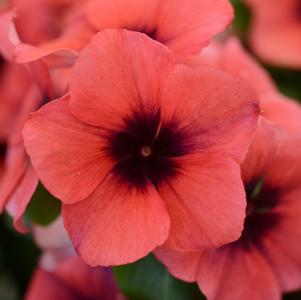 Catharanthus roseus 'PAS1192834'