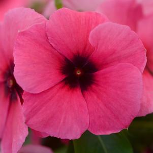 Catharanthus roseus 'PAS1192836'