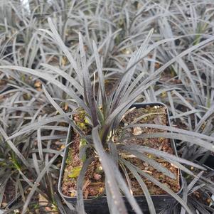 Ophiopogon planiscapus 'Nigrescens'