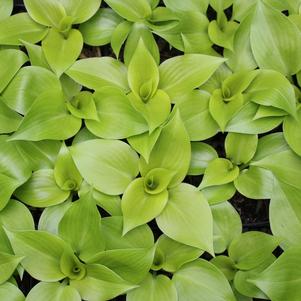 Hosta x 'Appletini'