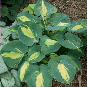 Hosta x 'Dream Weaver'