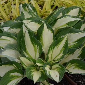 Hosta x 'Vulcan'