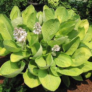 Hosta x 'World Cup'