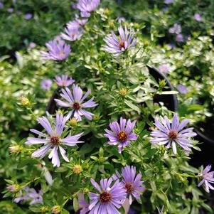 Symphyotrichum oblongifolium 'October Skies'