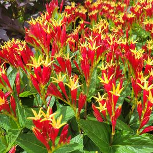 Spigelia marilandica 'Little Redhead'