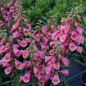 Digitalis hybrida 'Balroxose'