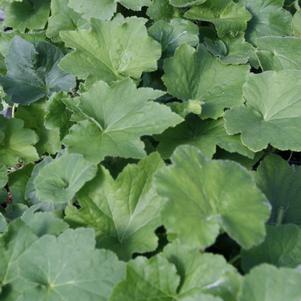 Heuchera villosa 'Autumn Bride'