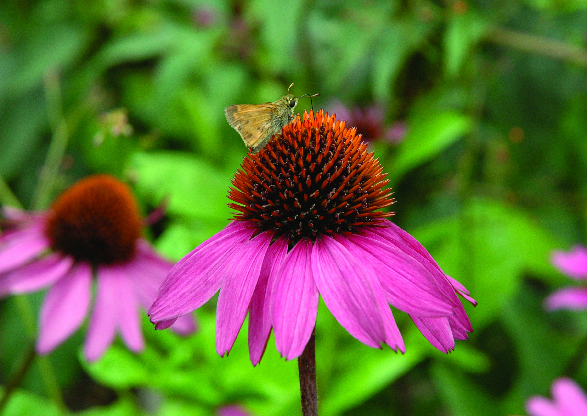 Echinacea purpurea 