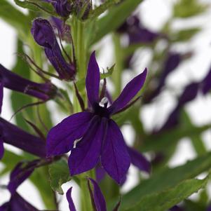 Lobelia x speciosa 'PAS1302712'