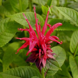 Monarda dydima 