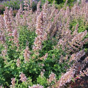 Nepeta x faassenii 'Balpurrink'