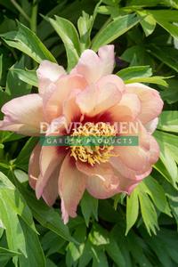 Paeonia itoh 'Callie's Memory'